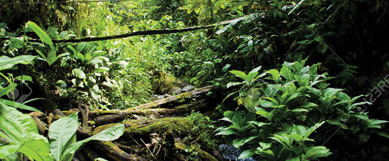 CONSIDERA pone en marcha en Ecuador la implementación de una estrategia de socialización de la Declaratoria Forestal de Orellana